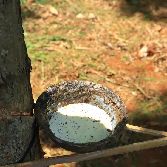 Une tasse de collecte croûtée de coagulum, avec au fond du latex frais, sur un tronc d’hévéa.